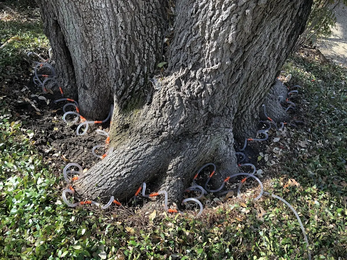 Detailed Tree Cabling and Bracing job site in Saegertown