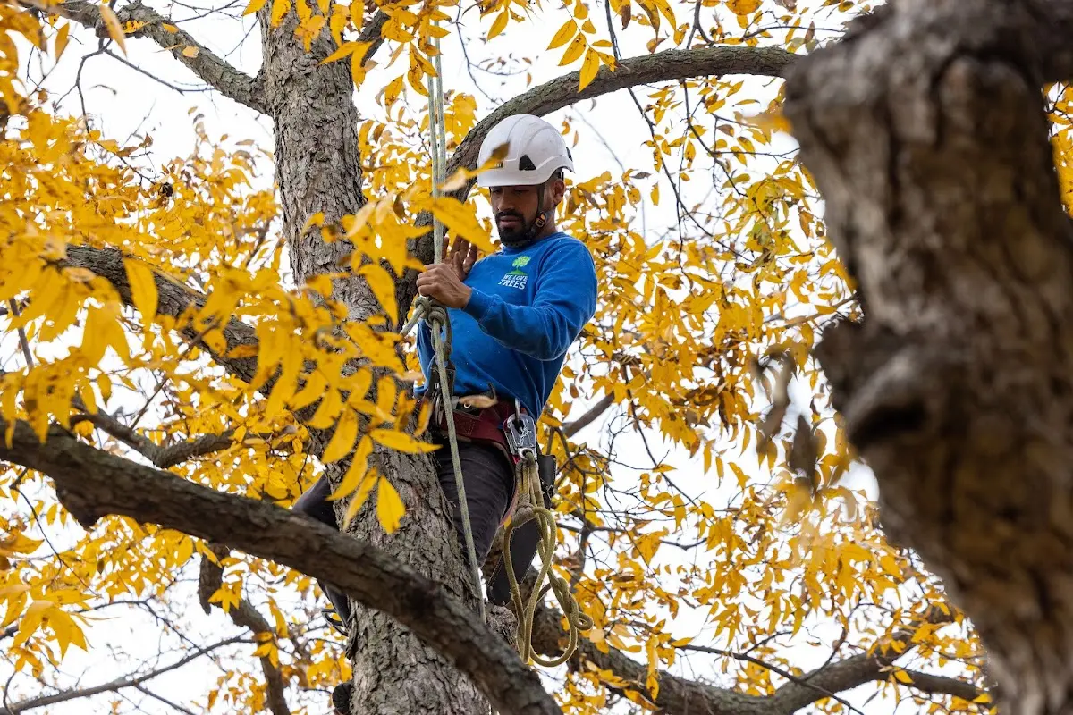 Skilled Tree Trimming crew working in Saegertown
