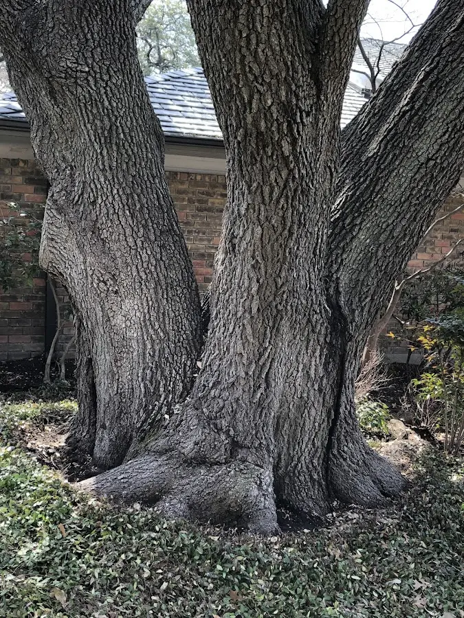 Mature heritage tree close to a Saegertown property cared for by certified arborists